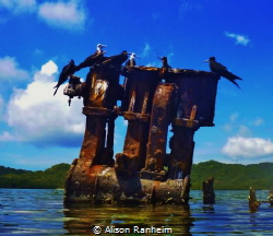 Sunken ship off the coast of Roatan Island! by Alison Ranheim 